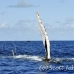 whale_humpback_h_00700_dom2769.jpg